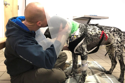 Chesapeake Bay Retriever at vet checkup